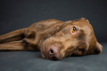 Familien Labrador im Studio
