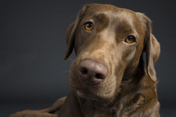 Familien Labrador im Studio