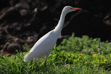 Aigrette