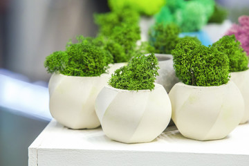 Beautiful houseplants in trendy geometric pots. Small concrete pots with growing moss in them.