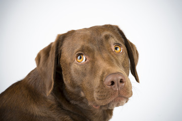 Familien Labrador im Studio