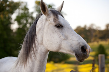 Obraz na płótnie Canvas Horse profile in Georgia, USA
