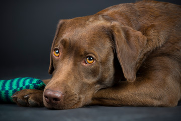 Familien Labrador im Studio