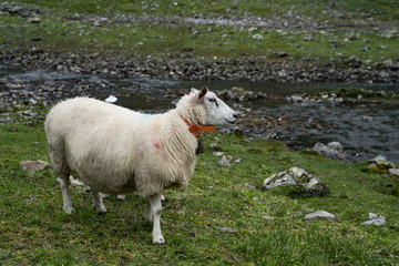 Obraz premium Mountains Sheep