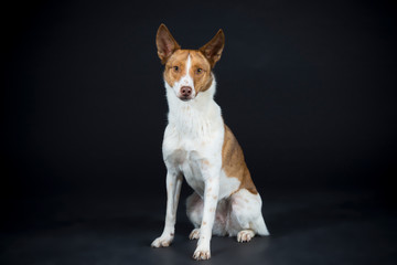 Hund Lina entspannt im Studio auf schwarzem Hintergrund © D.S.