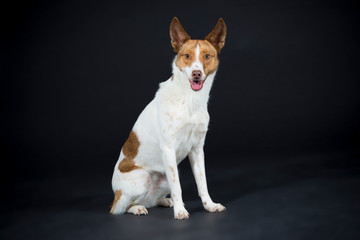 Hund Lina entspannt im Studio auf schwarzem Hintergrund © D.S.