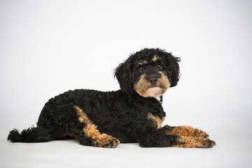 Lieber kleiner Lockenhund weiß