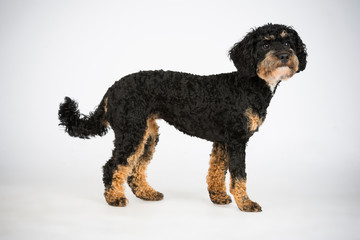 Lieber kleiner Lockenhund weiß