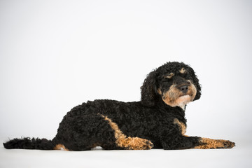 Lieber kleiner Lockenhund weiß