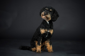 Lieber kleiner Lockenhund