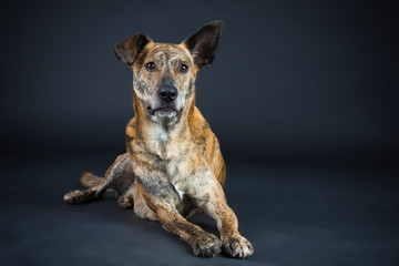 Hund Mischling glücklich im Studio