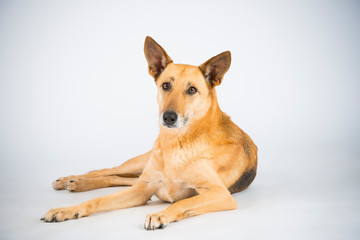 Hund Mischling Blond im Studio 7