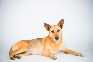 Hund Mischling Blond im Studio 6
