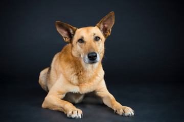 Hund Mischling Blond im Studio 4