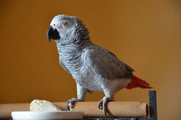 Grey Parrot - 171105036