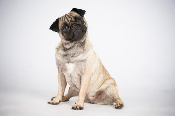 Hund Mops im Studio 4