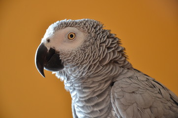 Grey Parrot - 171105084