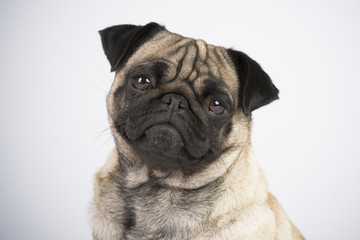 Obraz premium Hund Mops im Studio 3