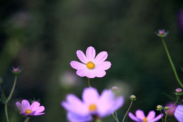 Fototapeta premium コスモス