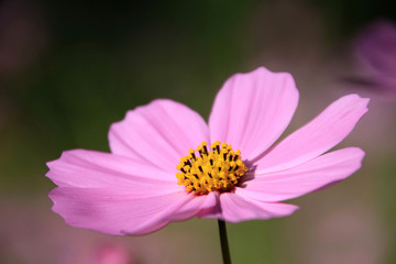 コスモス