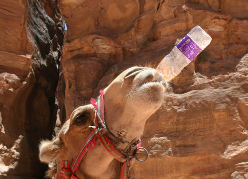 Camel drinking