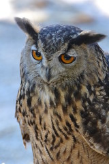 Owl - 171105641