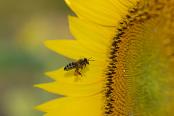 Pollinator