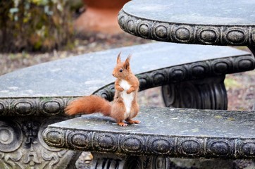Red Squirrel - 171106013