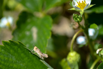 Grasshopper - 171106088