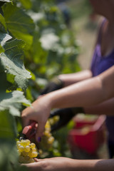 Obraz premium vineyards in Italy, with cypresses and some olive trees