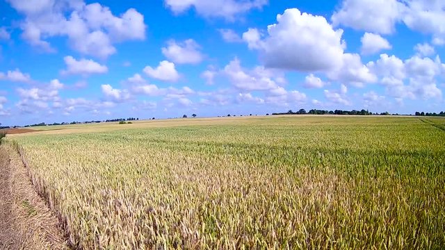 golden wheat in june