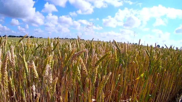golden wheat in june