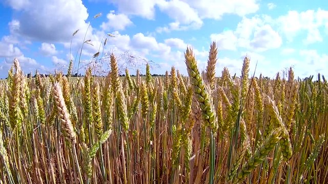 golden wheat in june