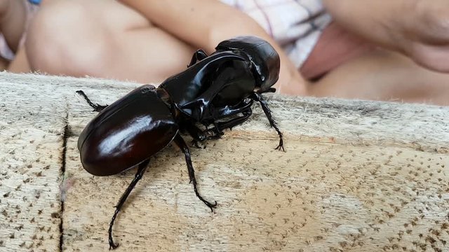 close-up rhinoceros beetle fighting on the wood log