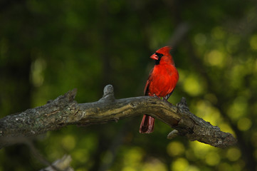 Northern cardinal