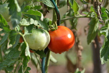 Tomatoes - 171108613