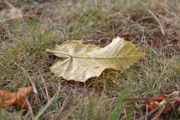 Autumn Leaf - 171108638