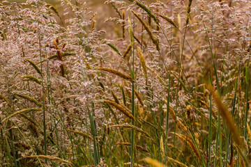 Closeup of infloresences of grass flowers: Holcus lanatus (velvet grass, yorkshire fogg, tufted, or...