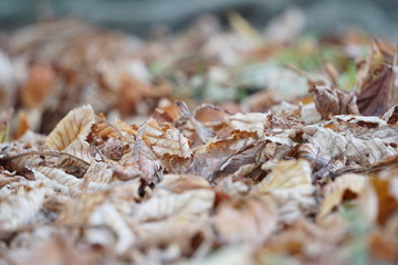 Gefallenes Laub im Spätsommer