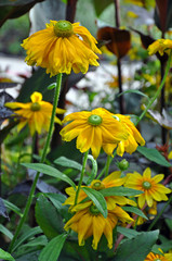 Beautiful yellow rudbeckia flowers