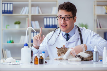 Fototapeta na wymiar Cat visiting vet for regular checkup