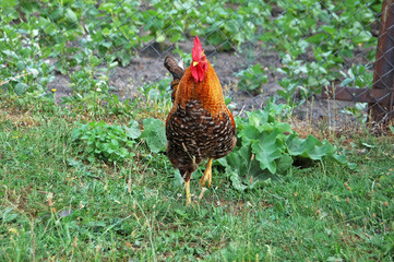 Beautiful rooster in grass