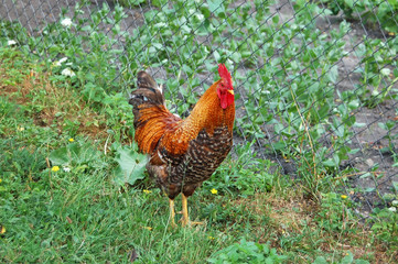 Beautiful rooster in grass