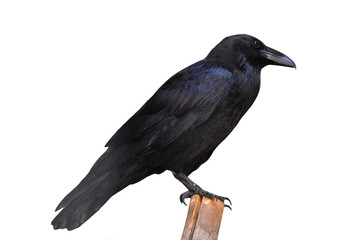 Fototapeta premium Raven on log