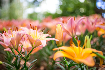 spring flower nature background