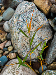 Stems of grass with sharp green, yellow and orange leaves with boulders in the background in the forest on a summer morning