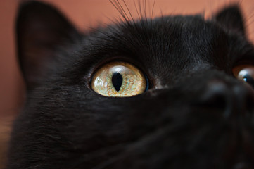 Close-up of a black cat's yellow eyes and nose