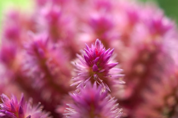 Macro view of pink Celosia flowers on a window sill