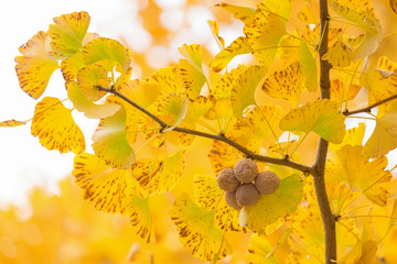 Yellow leaves of Ginkgo Biloba with fruits in Autumn season, healing plant, nature background at Tokyo, Japan © sirintra