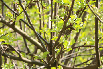 Detailed photo of apple tree branches - look through the treetop